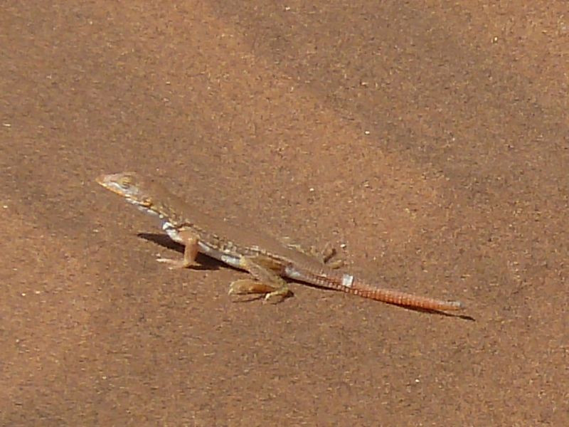 lezard Sossusvlei FP.jpg - Lézard à Sossusvlei